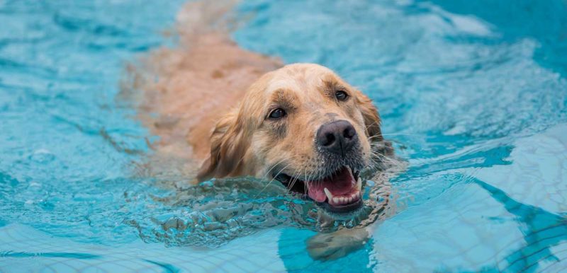 Best Tools to get your dog in and out of the pool
