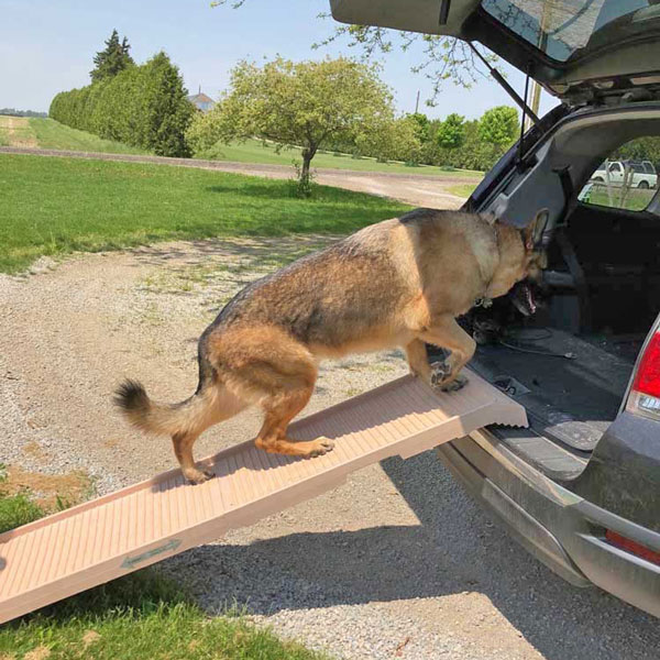 Getting your dog into your car