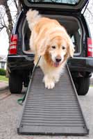 Heavy dog on PetStep Ramp