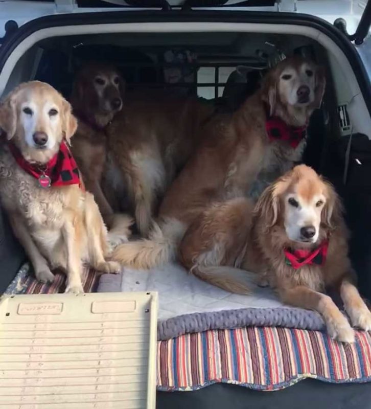 Golden Retrievers using PetStep Folding Ramp