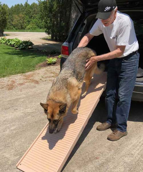 Large dog on PetStep® Folding Ramp