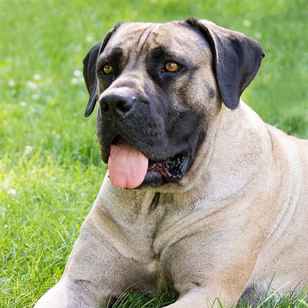 Large aging dogs experience stress on their joints