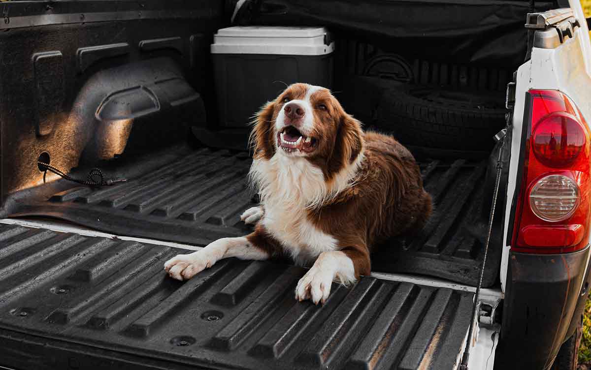 PetStep folding ramps help protect dogs from spinal issues and arthritis
