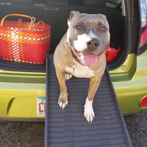 Athena resting on her dog ramp