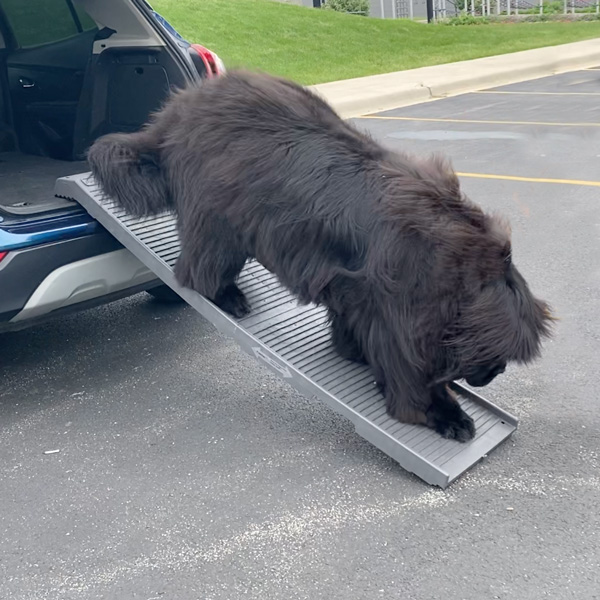 Even huge dogs use the PetStep Folding Ramp