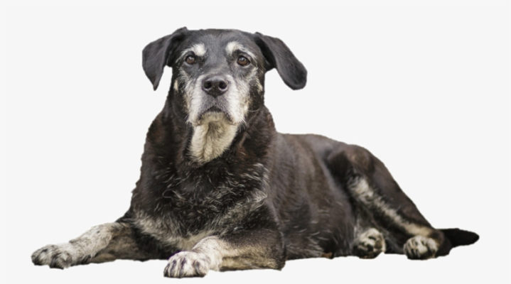 Aging in Place for Older Dogs