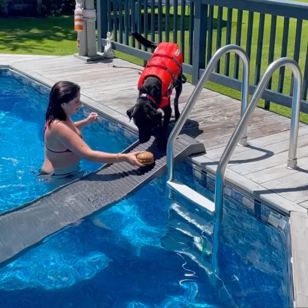 PetStep Dog Ramp Pool Kit helps dogs have fun!