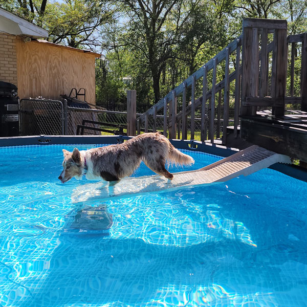 PetStep Dog Ramp Pool Kit helps dogs have fun!