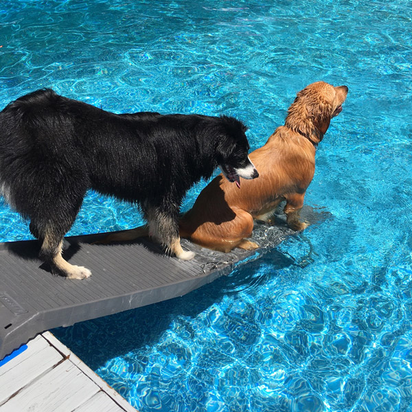 Two dogs relaxing on PetStep Pool Ramp