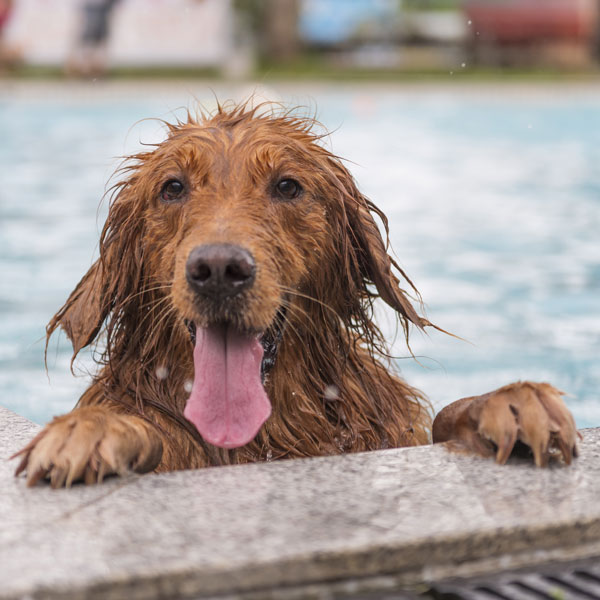 Tips for caring for a wet dog after swimming