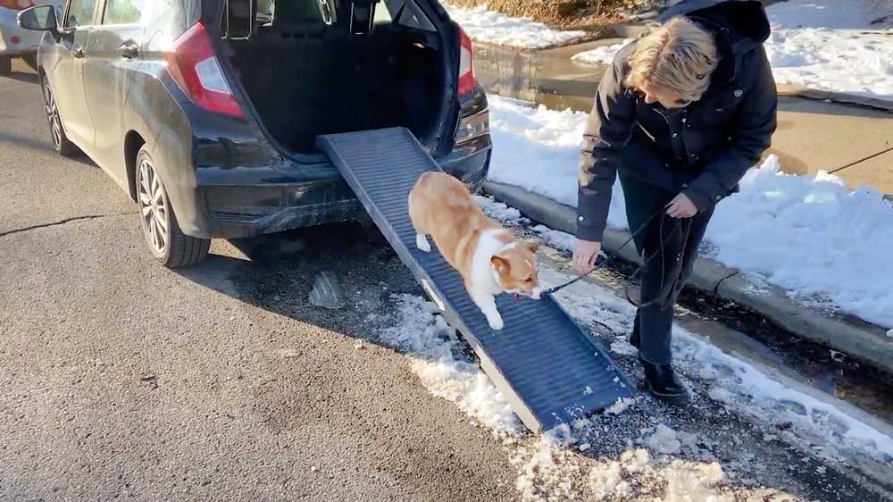 Train Your Dog to Use PetStep Folding Ramp