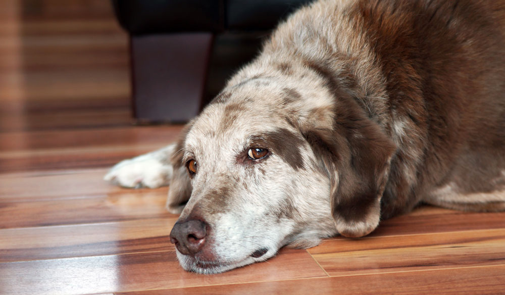 Caring for Large Aging Dogs