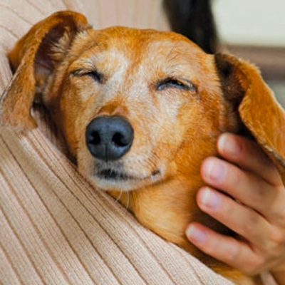 Arthritis limits your dog's mobility