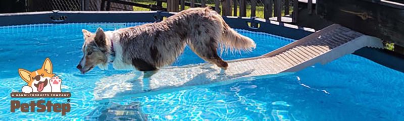 Dogs love above-the-ground-pools!