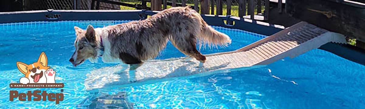 Dogs love above-the-ground-pools!