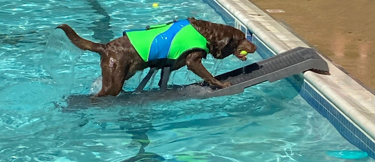 Dog in deep pool with PetStep Ramp