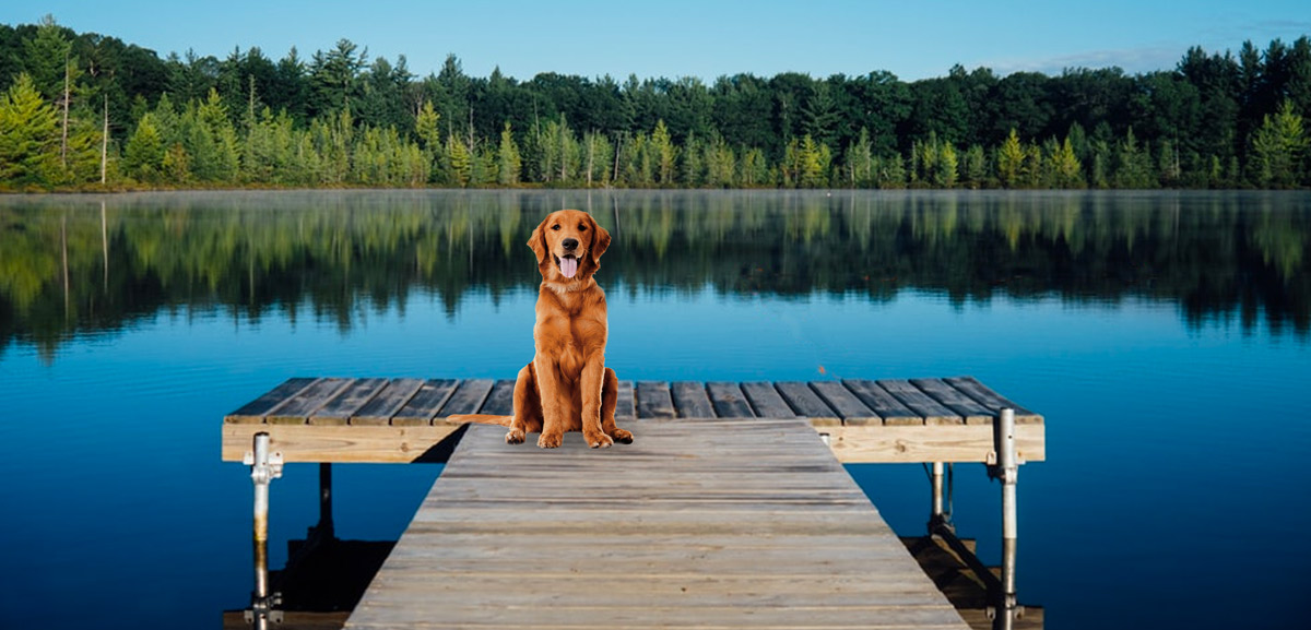 Teaching dogs to swim can be fun!