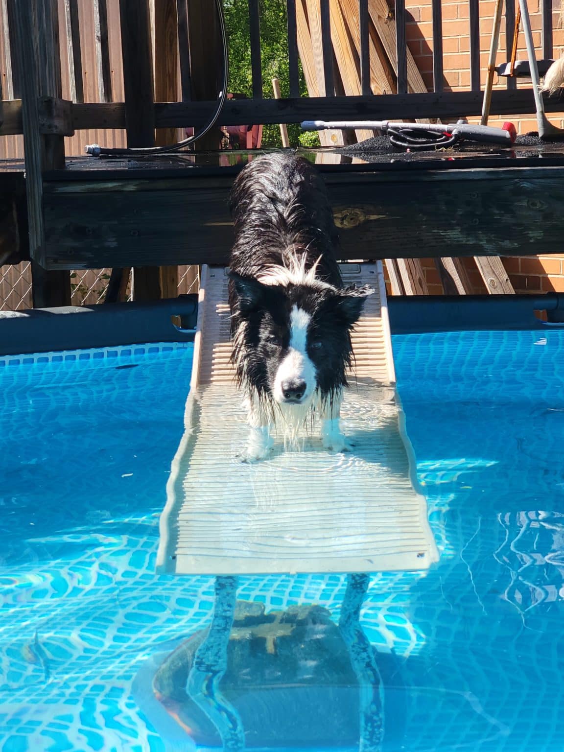 PetStep Pool Ramp for Dogs Easy, Safe Pool Access For Your Pup