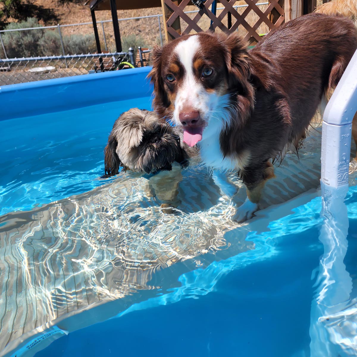 Steep Stairs : r/pools