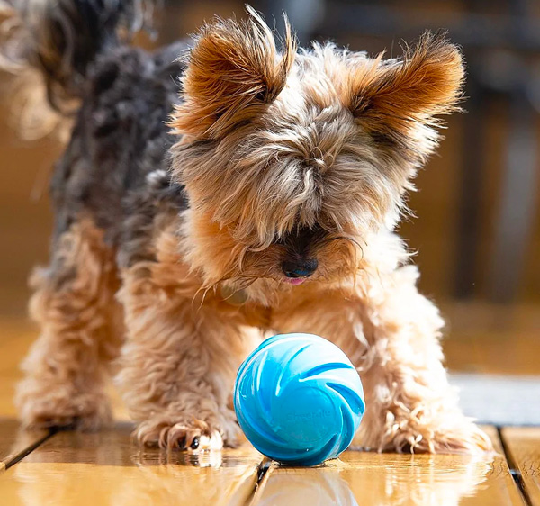 Wicked Ball - 12 Best Gift Ideas for Dog Lovers