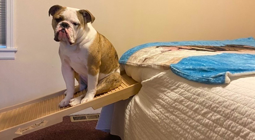 Dog using folding ramp to get onto bed after surgery