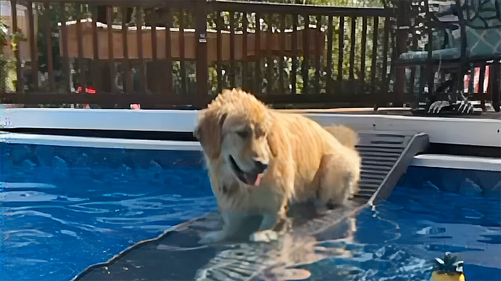 Cute dog enjoying the pool