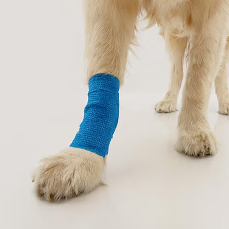 Recovering from injuries can be stressful for dogs