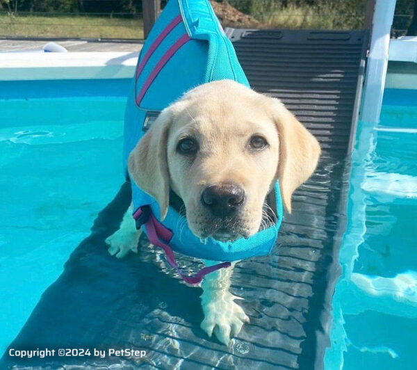 Puppy on graphite pool ramp for dogs by PetStep-copyright image