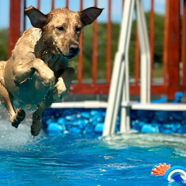 PetStep Pool Ramp For Dogs