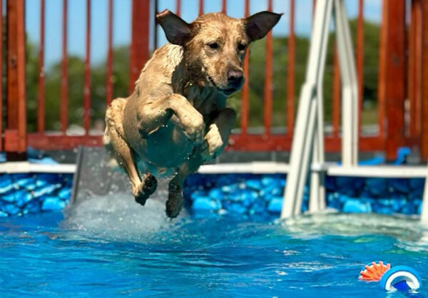 Petstep Dog jumping in water