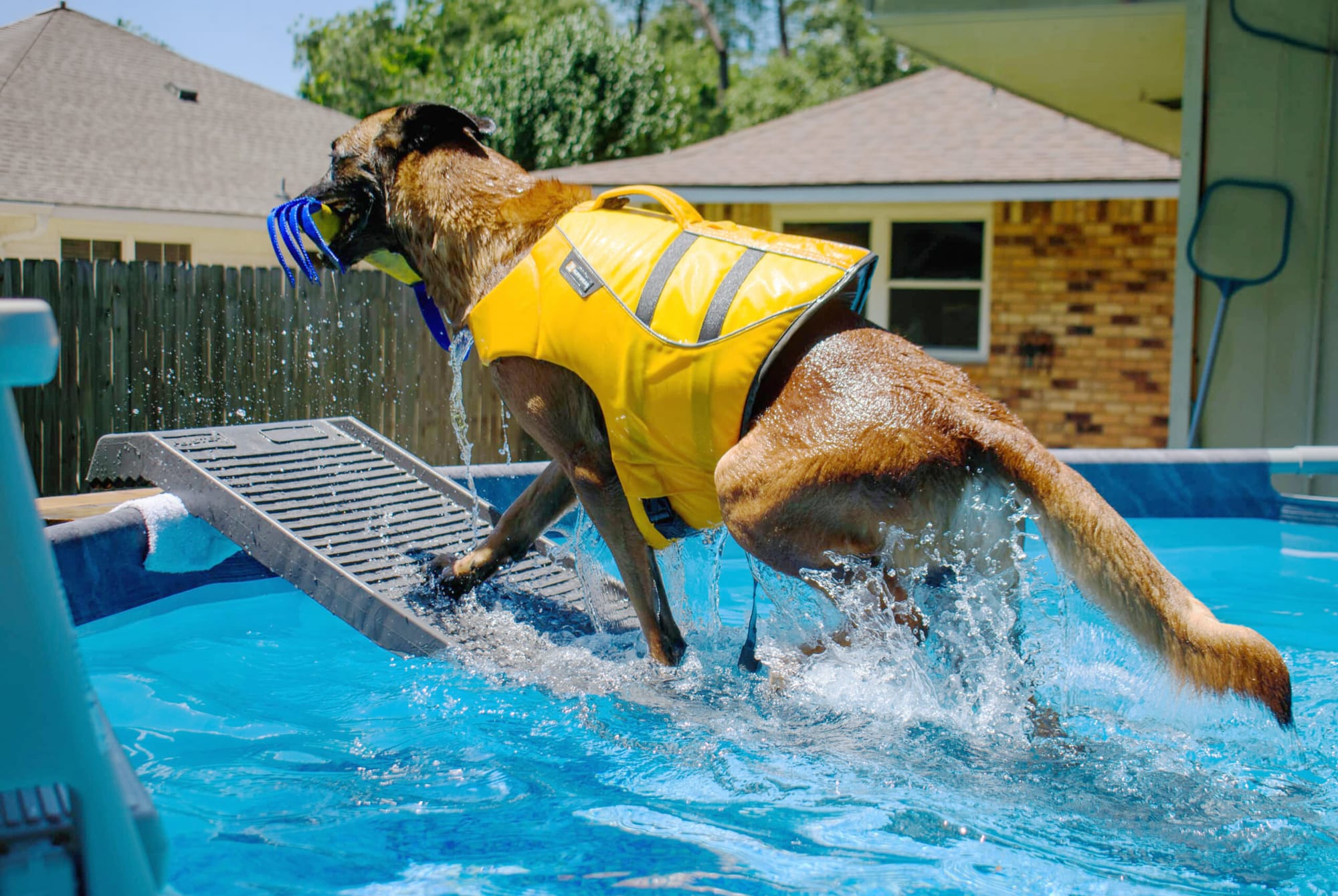 How Do Dogs Get Out Of A Pool Safely? What Every Pool and Dog Owner ...
