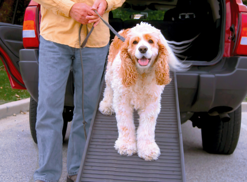 PetStep-Blog-Atlas-&-Douglas-Training