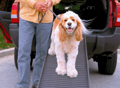 PetStep-Blog-Atlas-&-Douglas-Training PetStep-Blog-Atlas-&-Douglas-Training