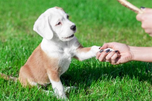 PetStep-Blog-Puppy-giving-paw