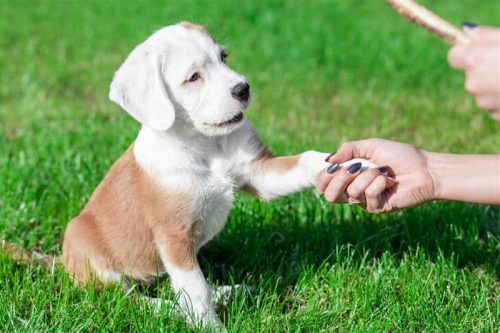 PetStep-Blog-Puppy-giving-paw PetStep-Blog-Puppy-giving-paw
