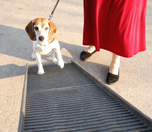 PetStep-Blog-Small-Dog-On-Ramp