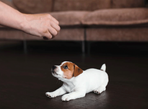 PetStep-Blog-little-Dog-Treat-Home PetStep-Blog-little-Dog-Treat-Home