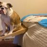 Dog using folding ramp to get onto bed after surgery