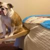 Dog using folding ramp to get onto bed after surgery